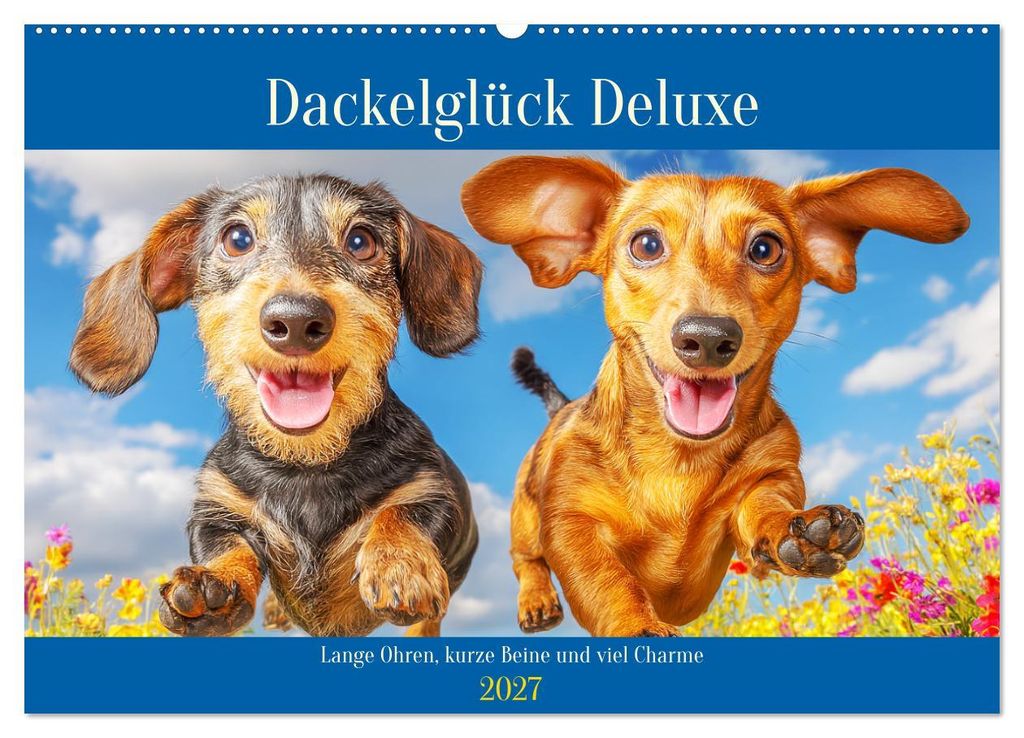 Dackelglück Deluxe. Lange Ohren, kurze Beine und viel Charme (Wandkalender 2027 DIN A2 quer), CALVENDO Monatskalender