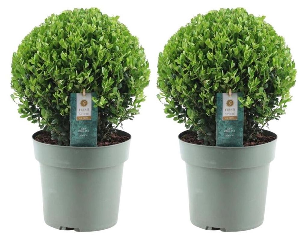 Plants by Frank | Houx crénelé boule XL | 2 Ilex crenata Image du produit 