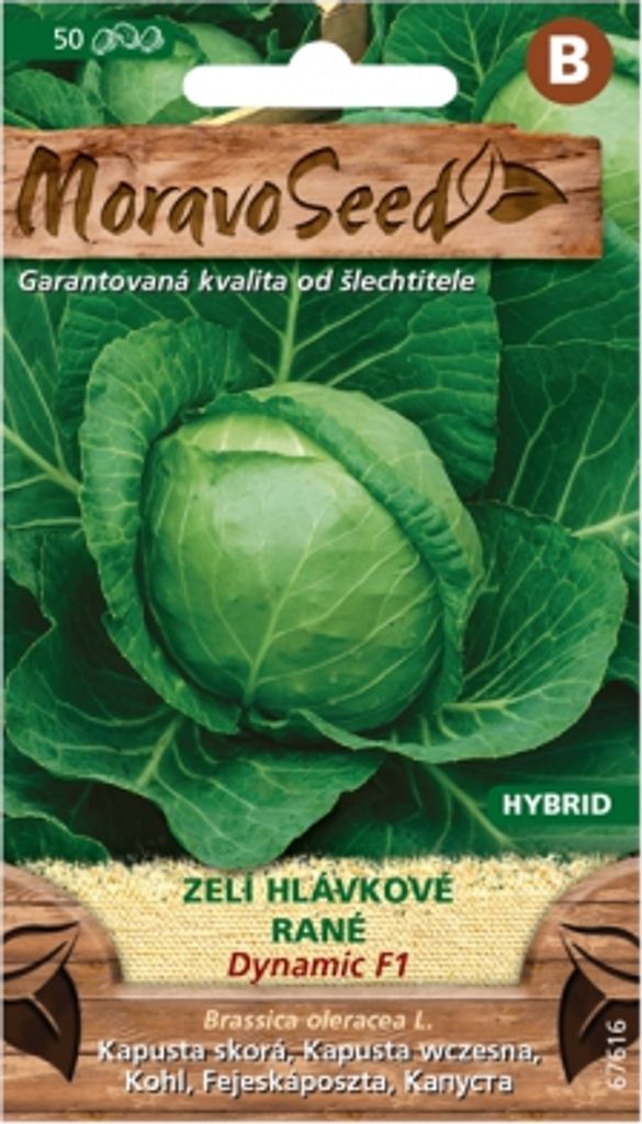 Kapusta wczesna DYNAMIC F1 - hybryda, do przechowywania Zdjęcie produktu 