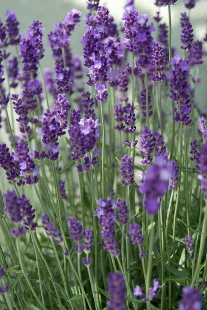 Lavendel Lavandula angustifolia 'Dwarf Blue' – 10-25cm – Ø9cm – 6 Pflanzen – Zwerglavendel, Duftend, Silbergrünes Laub, Bienenfreundli...