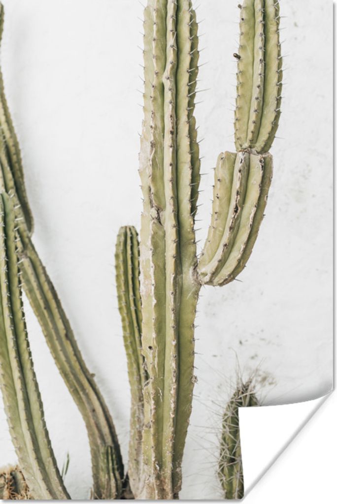 MuchoWow Poster Kaktus - Sukkulente - Weiß 60x90 cm - Wanddekoration