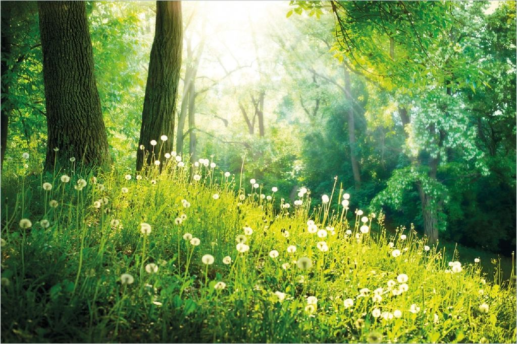 Wallario selbstklebendes Poster - Pusteblumen im Wald mit einfallenden Sonnenstrahlen, Größe: 100 x 150 cm