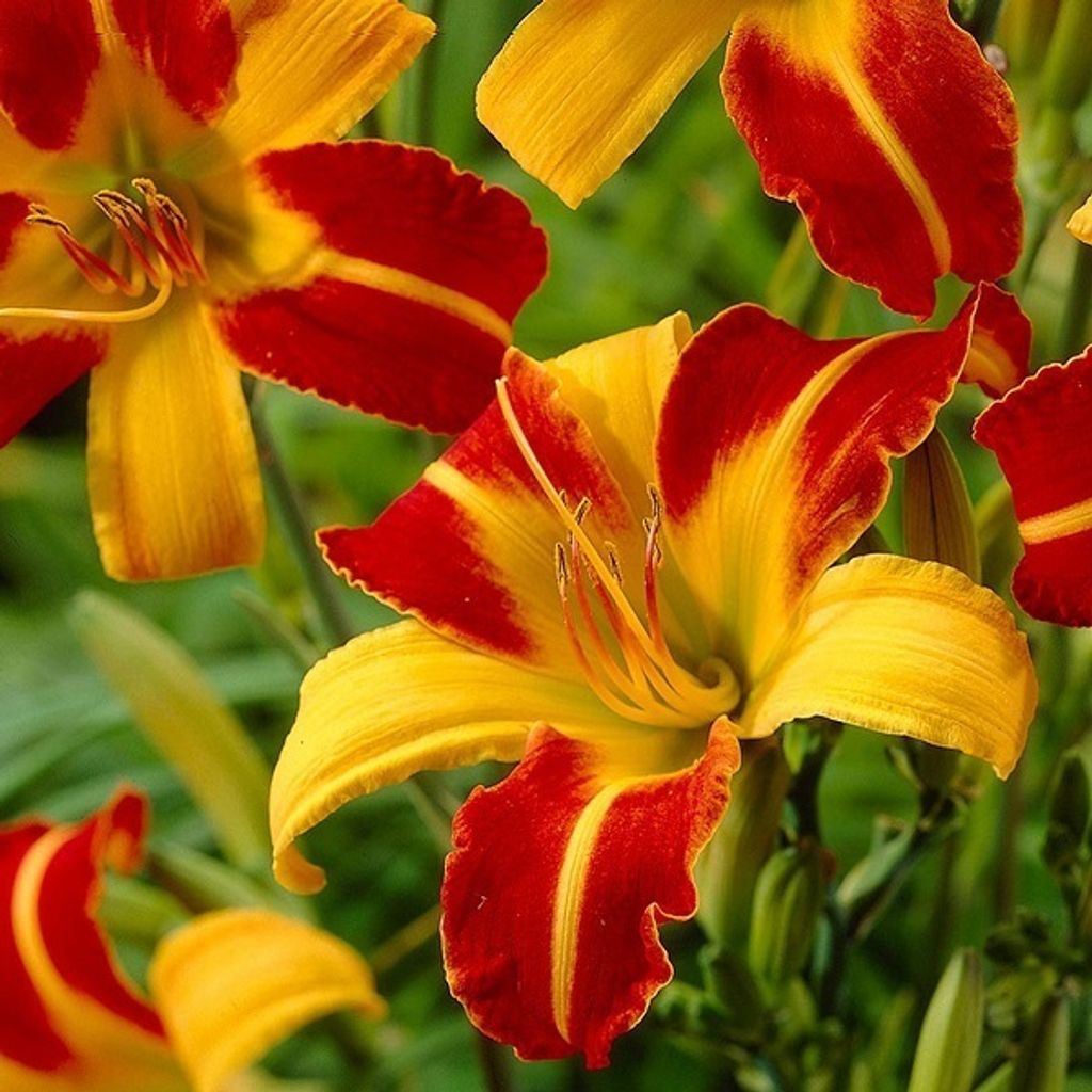 6 x Taglilie - Hemerocallis 'Frans Hals' | Topf 9cm x 9cm