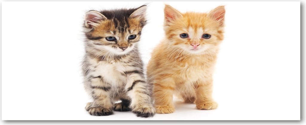 Tulup Küchenrückwand Spritzschutz aus Glas -125x50 -Spritzschutz auf gehärtetes Glas Deko Tiere Graue und rote Katze