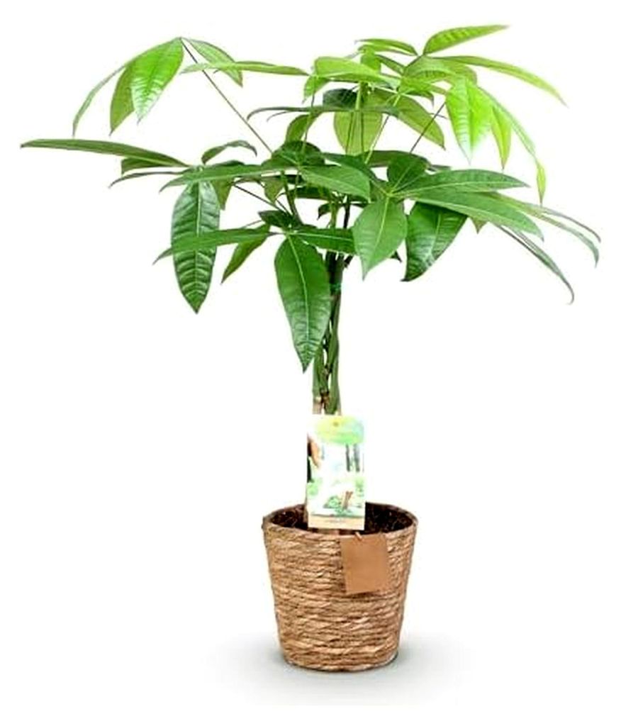 Zimmerpflanze - Geflochtener Stamm Pachira Aquatica - Geldbaum - Pflegeleicht - mit Korb - Grün - 1 Pflanze - Topf 17cm - Höhe 60-70cm