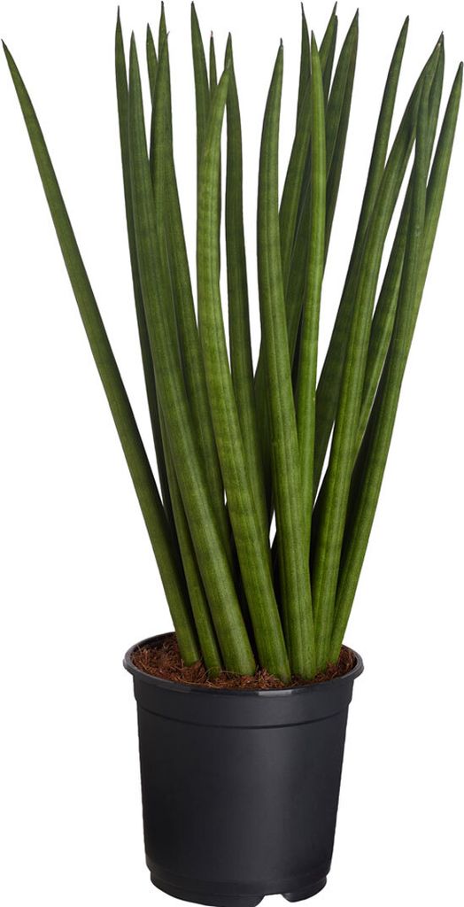 Dehner Bogenhanf, sortierte Ausführung, ca. 30-40 cm, Ø Produktbild 