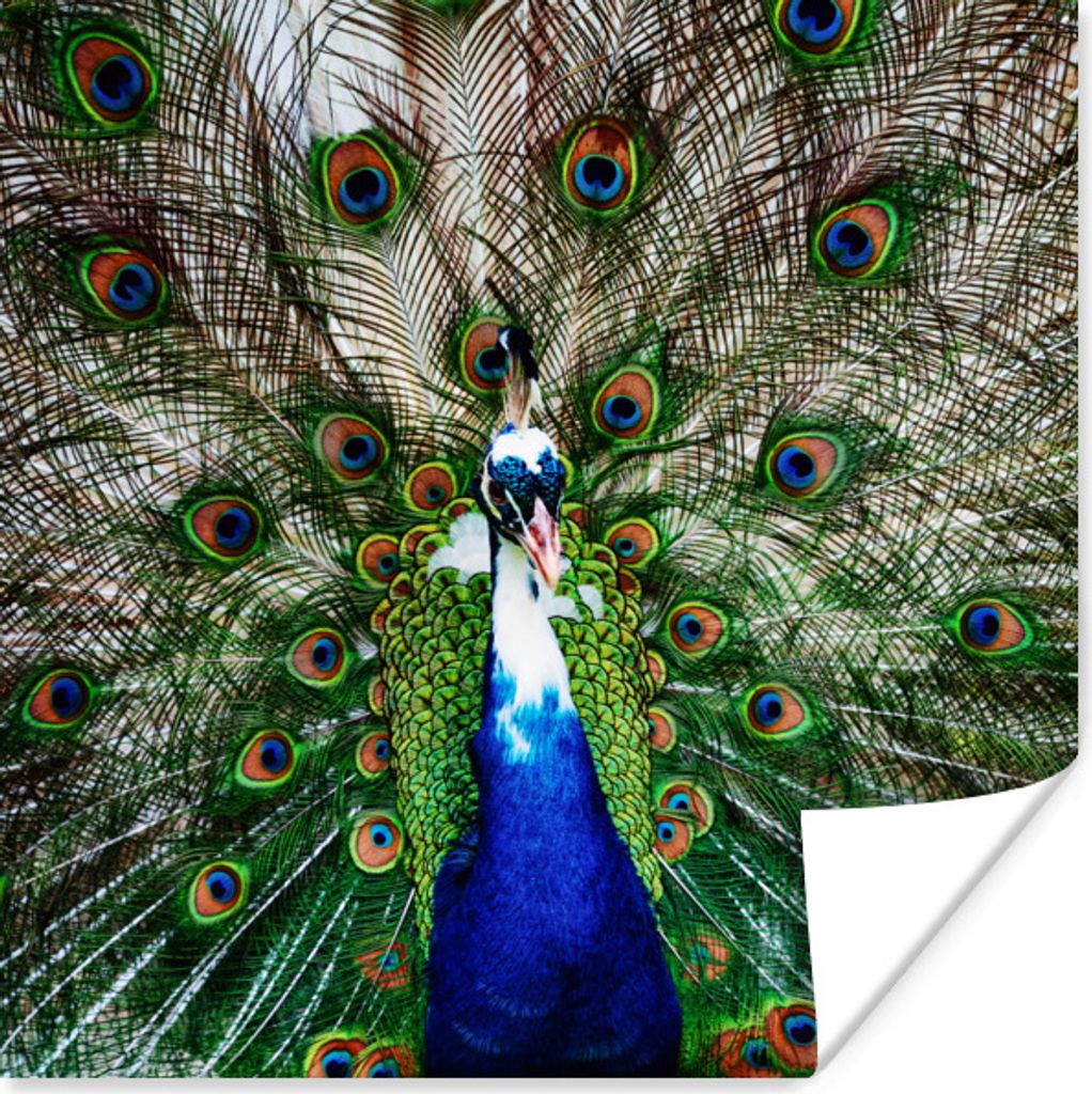 MuchoWow Poster Pfau - Federn - Vitiligo 75x75 cm - Wand Dekoration
