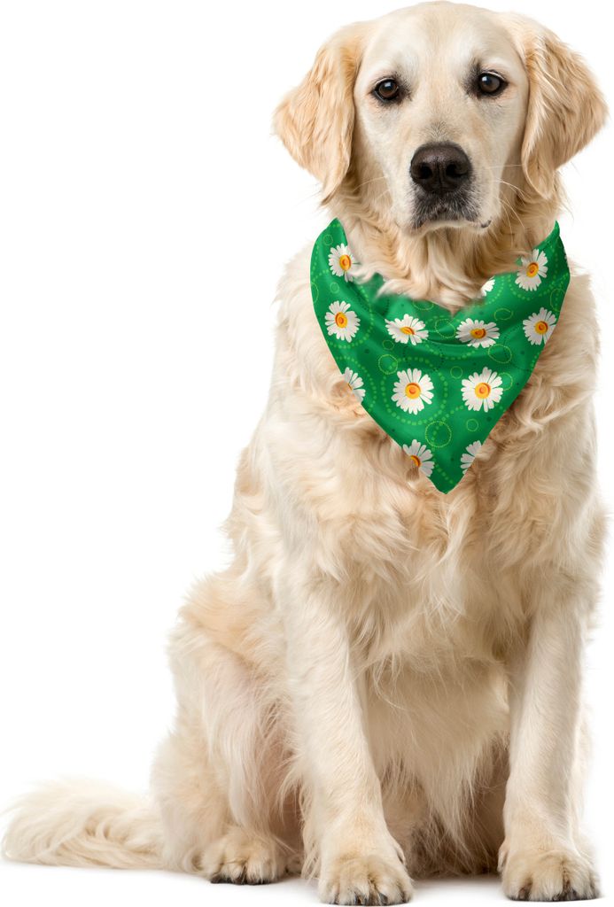 ABAKUHAUS Blumen Haustier Bandana, Kamillen und Kreise Kunst, 40x40 cm, Forest Green Elfenbein und Marigold