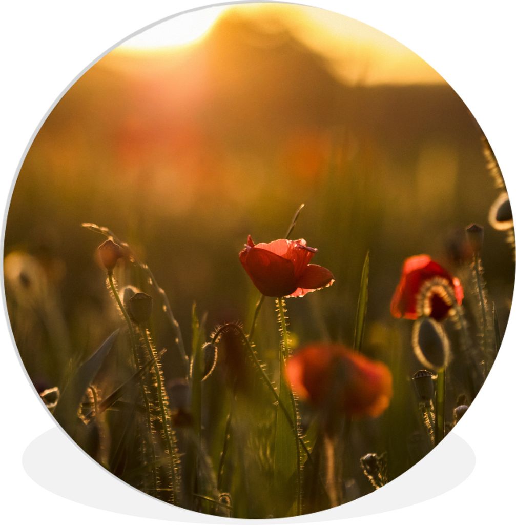 MuchoWow Rundes Wandbild - Runde Bilder Mohn - Sonnenuntergang - Gold Ø 90 cm Kreis Wanddekoration Kunststoff - Wandkreis - Wandschmuck - Wand-K...