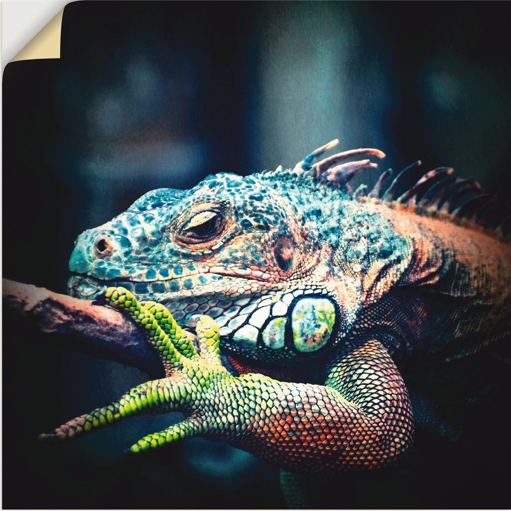 ARTland Wandbild, selbstklebend Leguan Größe: 40x40 cm Produktbild 
