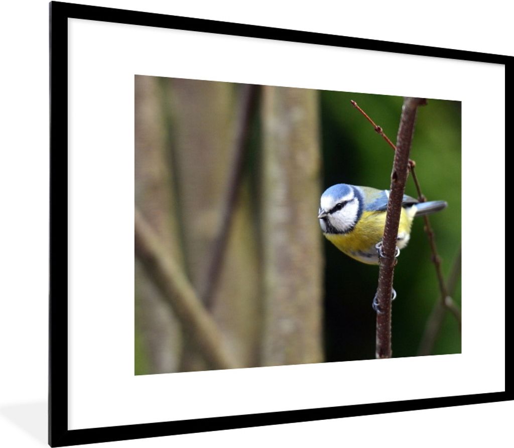 MuchoWow Gerahmtes Poster Kleine Meise auf einem braunen Ast 80x60 cm - Poster mit Schwarzem Bilderrahmen Wandposter Rahmen Foto Bilder - Schlafz...