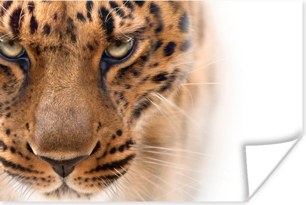 MuchoWow Poster Leopard - Pelz - Weiß 180x120 cm - Fotoplakat