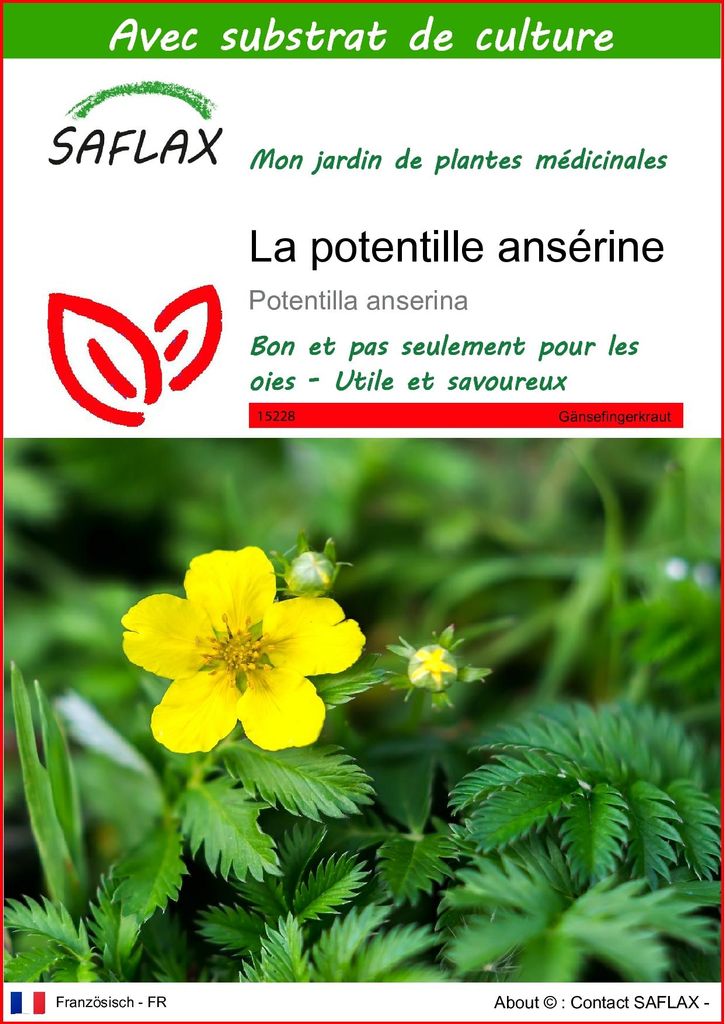 SAFLAX  - La potentille ansérine  - 20 graines - Avec Image du produit 