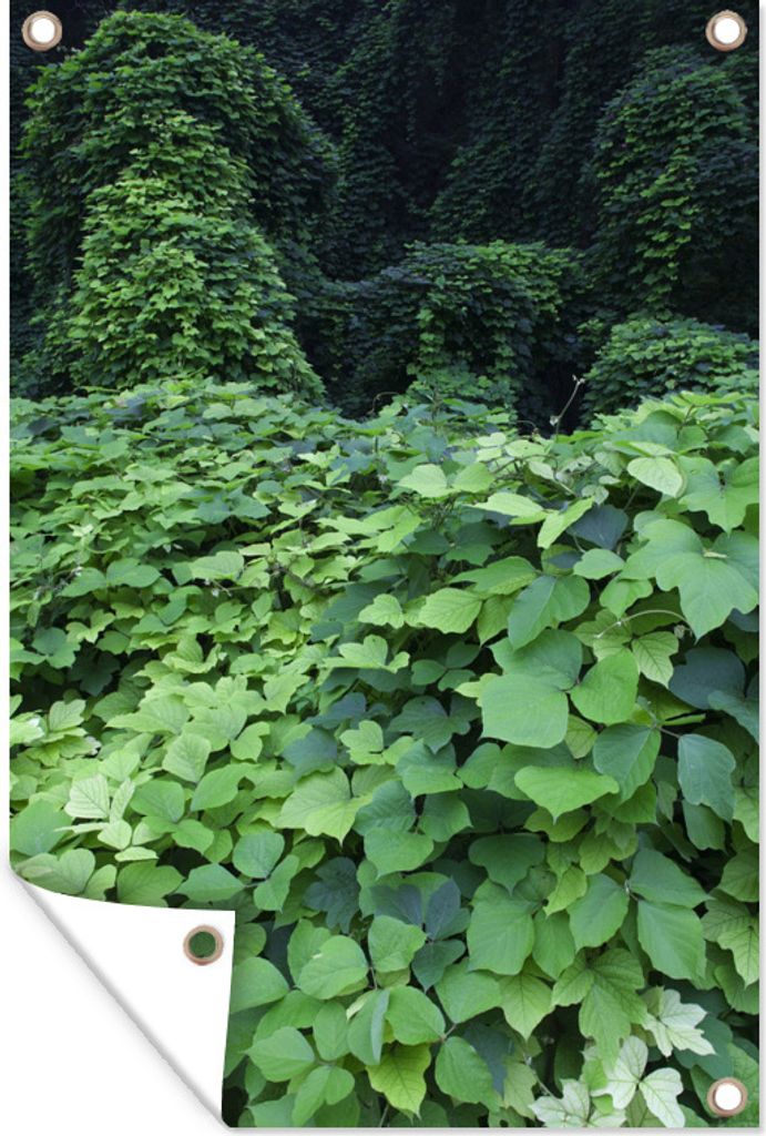 MuchoWow 60x90 cm Outdoor-Poster Gartendeko Sichtschutz Garten Poster für den Garten Bunter Kudzu an einem klaren Nachmittag