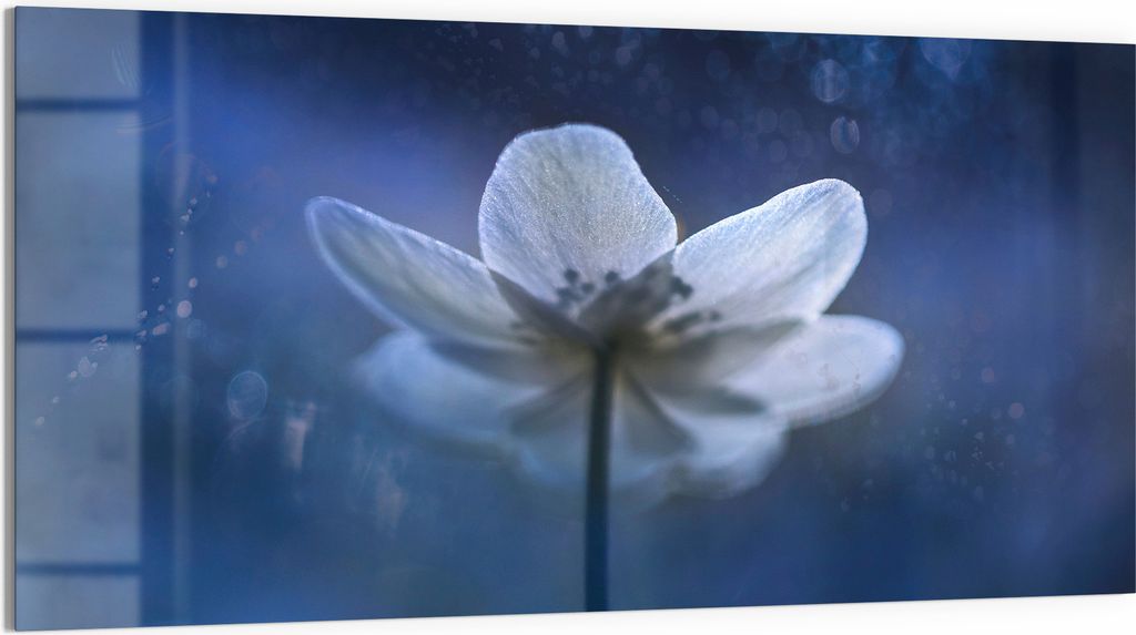 DEQORI Glasbild Echtglas 100x50 cm 'Ätherische Blüte' Wandbild Bild modern Deko