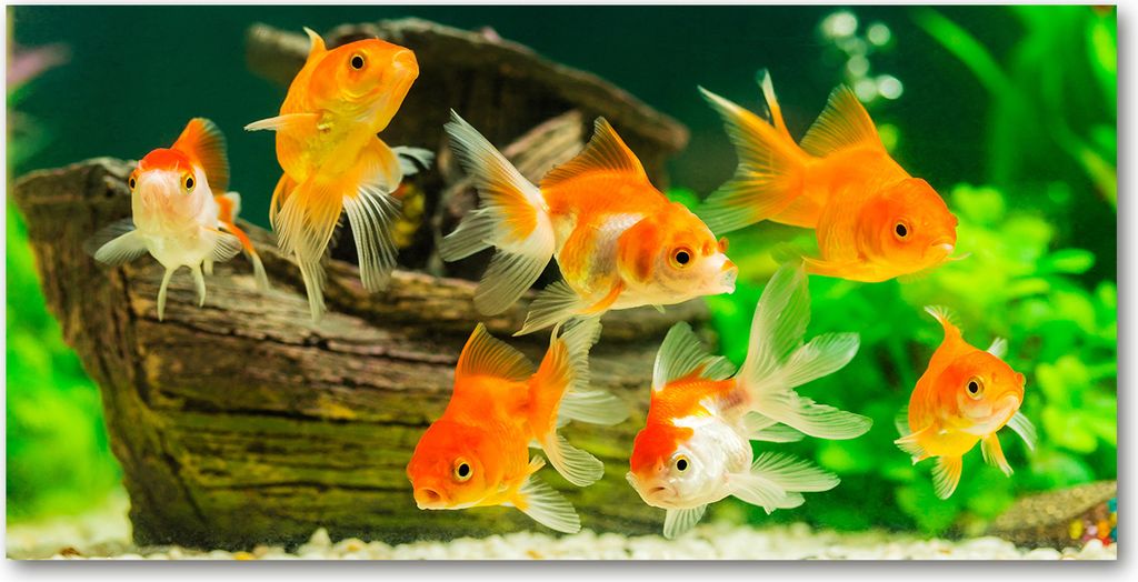 Tulup Leinwandbild - 120x60 cm - Wandkunst - Drucke auf Leinwand - Leinwanddruck - Tiere - Orange - Goldfisch