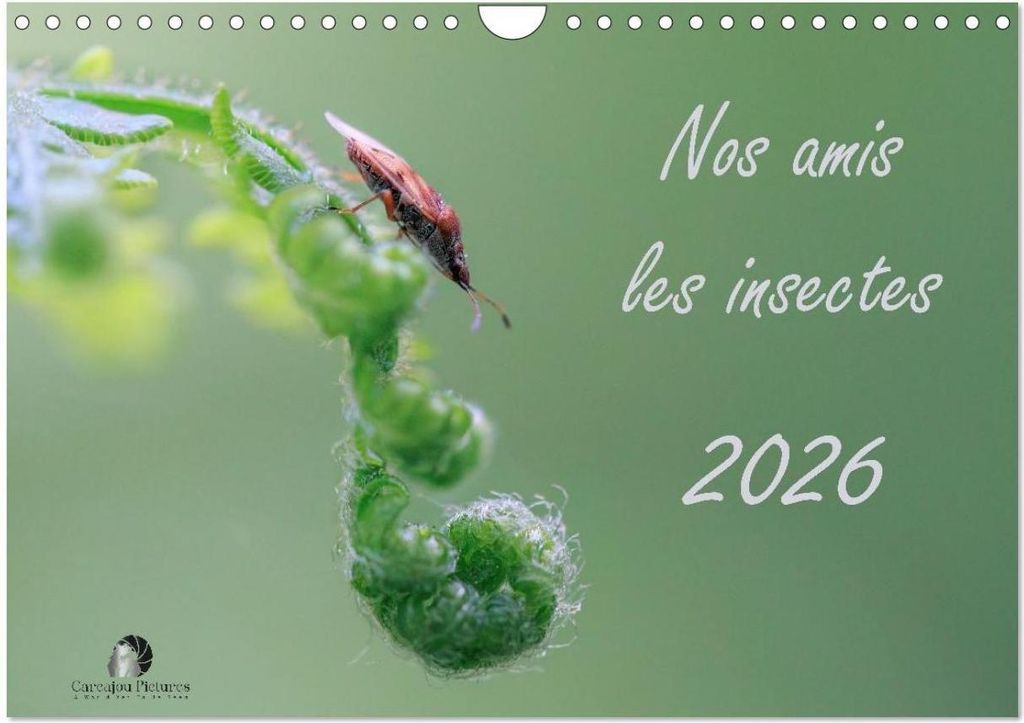 Nos amis les insectes (Calendrier mural 2026 DIN A4 vertical), CALVENDO calendrier mensuel