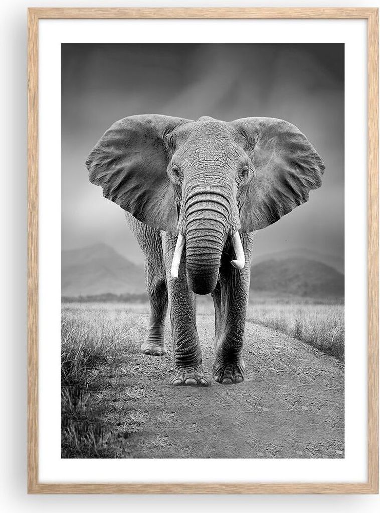 Gerahmtes Poster - Rahmen in heller Eiche - Elefant Wildnis Natur - 50x70 cm - Wand Bild - Wanddeko - Wandbilder - Kunstposter - Wandposter - Bilde...