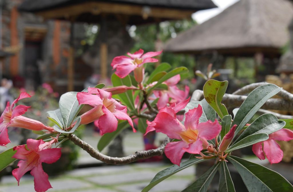 hansepuzzle 103767 - Blumen Puzzle, 500 Teile, Natur, 46,0 x 30,0cm mit hochwertiger Aufbewahrung, Kartonbox und wiederverschließbarem Beutel