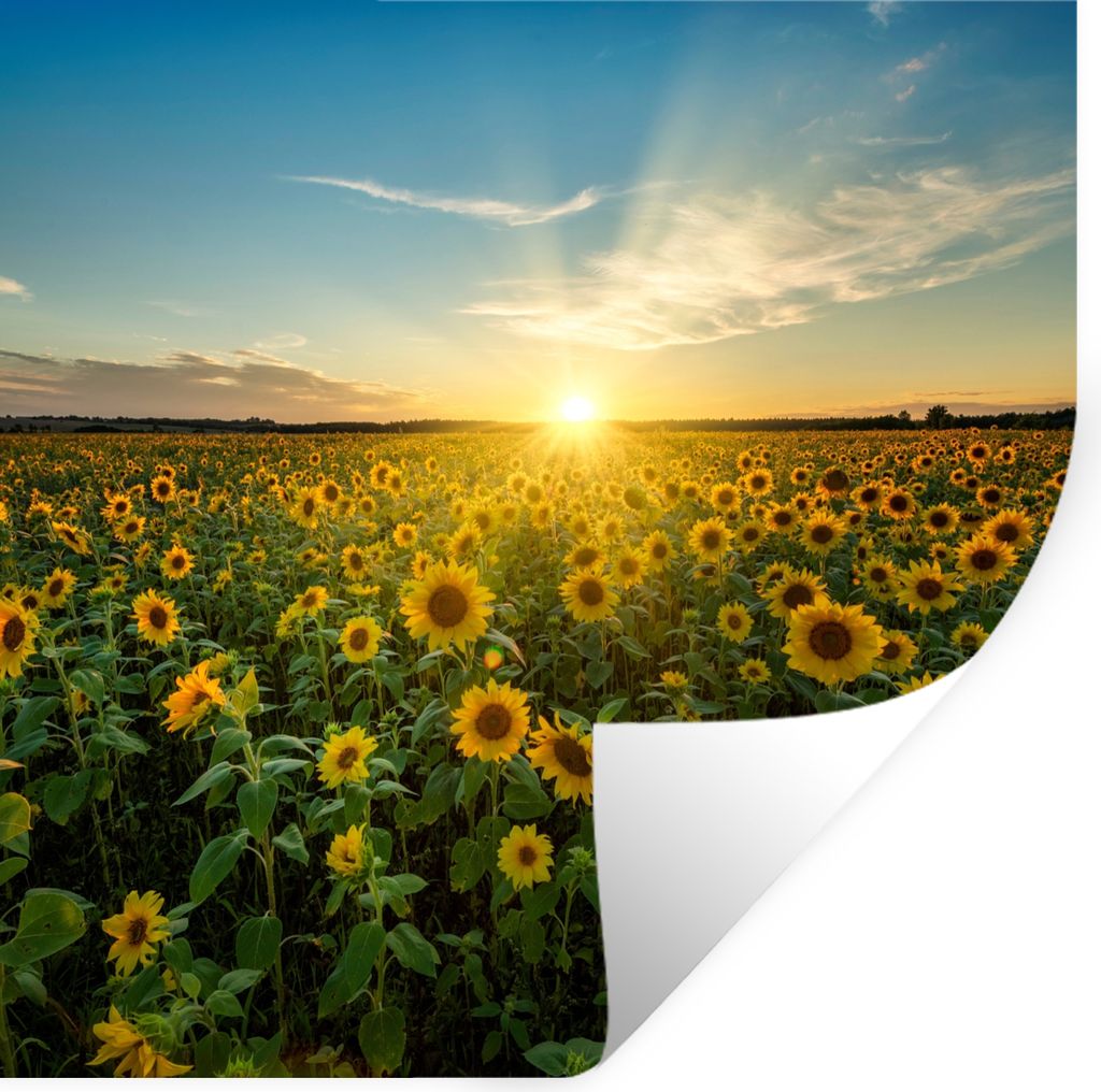 MuchoWow Wandtattoo Wandsticker Wandaufkleber Sonnenuntergang - Blumen - Sonnenblume - Horizont - Landschaft 100x100 cm Selbstklebend und Reposit...