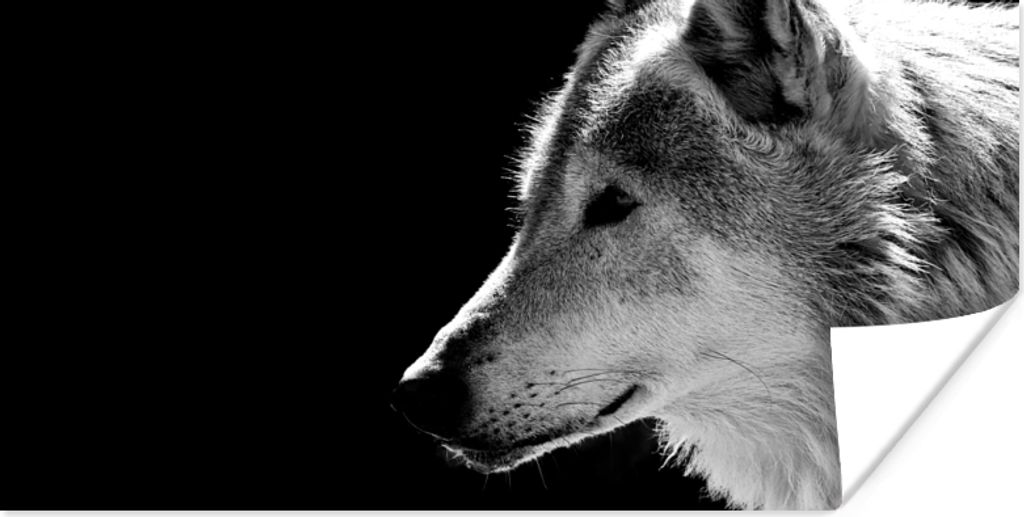 MuchoWow Poster Wildlife - Wolf - Schwarz - Weiß 80x40 cm - Wanddeko