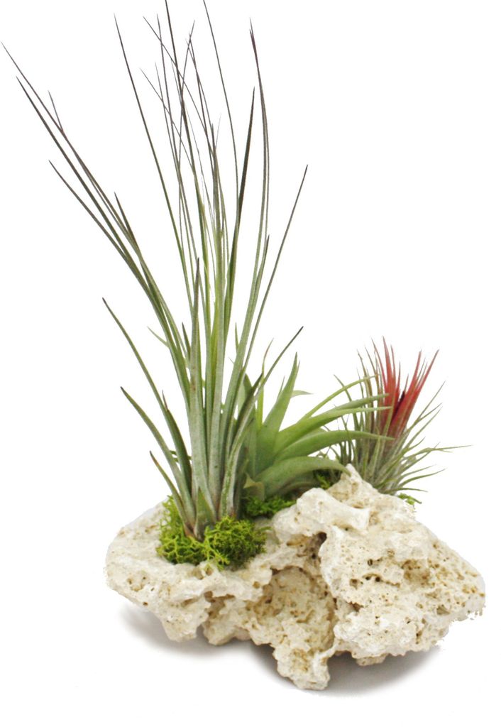 Tillandsien auf Sansibar-Rock - XL - 3 Pflanzen Produktbild 3