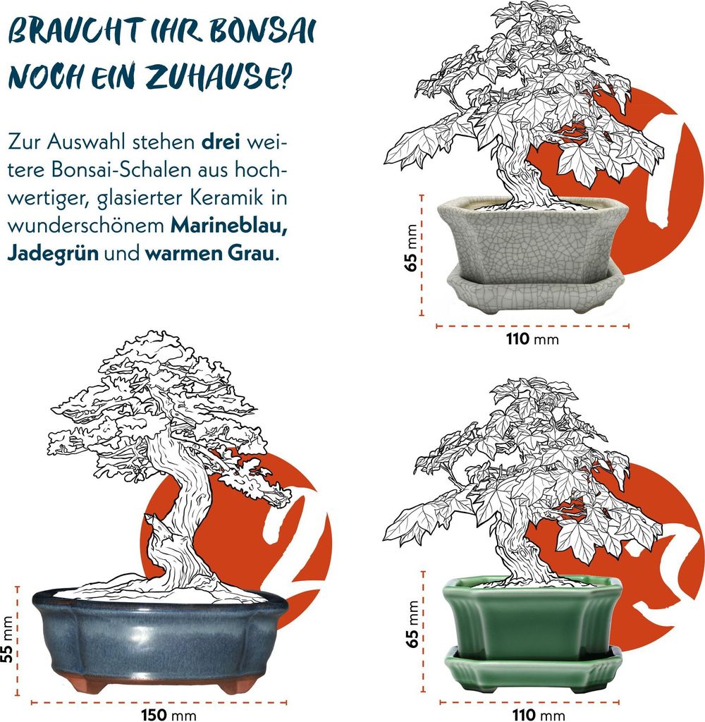 mikawa yatsubusa bonsai Acer palmatum 'Mikawa Yatsubusa' #6 at SPROUT HOME