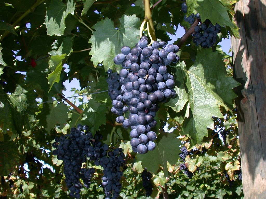 Vitis vinifera 'Regent', Weinrebe, 100–150 cm