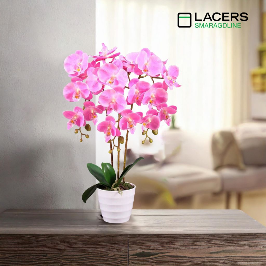 Lacers SmagragdLine Pflegeleichte Orchidee mit Topf Produktbild 