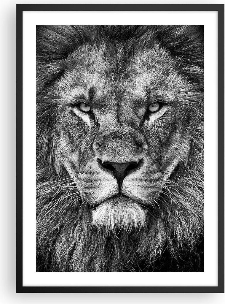 Gerahmtes Poster - Schwarzer Rahmen - Porträt Löwe Schwarzweiß - 50x70 cm - Wand Bild - Wanddeko - Wandbilder - Kunstposter - Wandposter - Bilde...