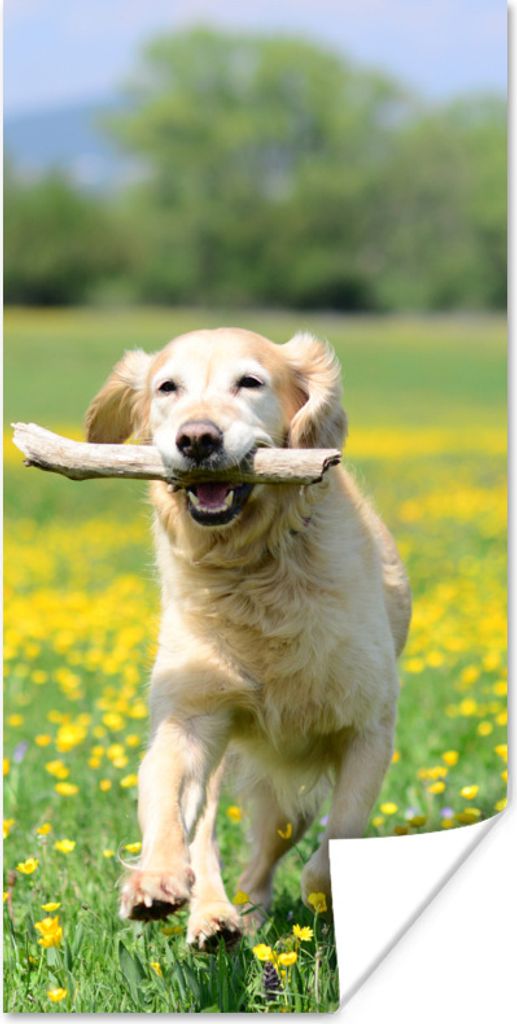 MuchoWow Poster Golden Retriever mit einem Zweig im Maul zwischen gelben Blumen 75x150 cm - Dekoration für die Wände
