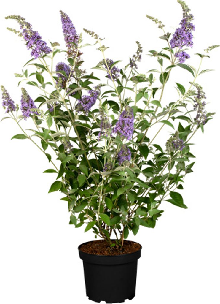 Buddleja 'Lochinch', Schmetterlingsflieder, lavendelblau, Produktbild 