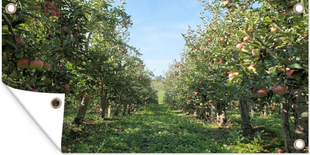 MuchoWow 60x30 cm Outdoor-Poster Gartendeko Sichtschutz Garten Poster für den Garten Der Obstgarten ist voll von Äpfeln