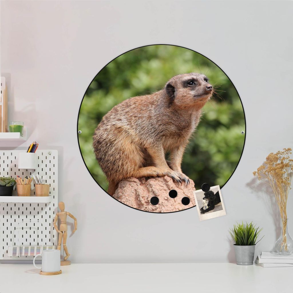 Design Stahlmagnettafel Schwarz Rund 47cm Sitzendes Erdmännchen