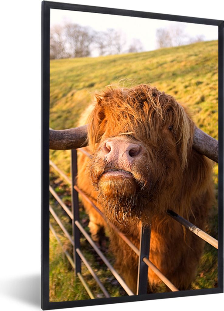 MuchoWow Gerahmtes Poster Scottish Highlander - Zaun - Gras 20x30 cm - Poster mit Schwarzem Bilderrahmen Wandposter Rahmen Foto Bilder - Drucken ...