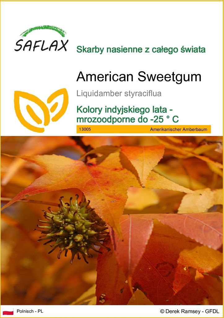 SAFLAX - American Sweetgum - 100 Nasiona - Liquidamber Zdjęcie produktu 