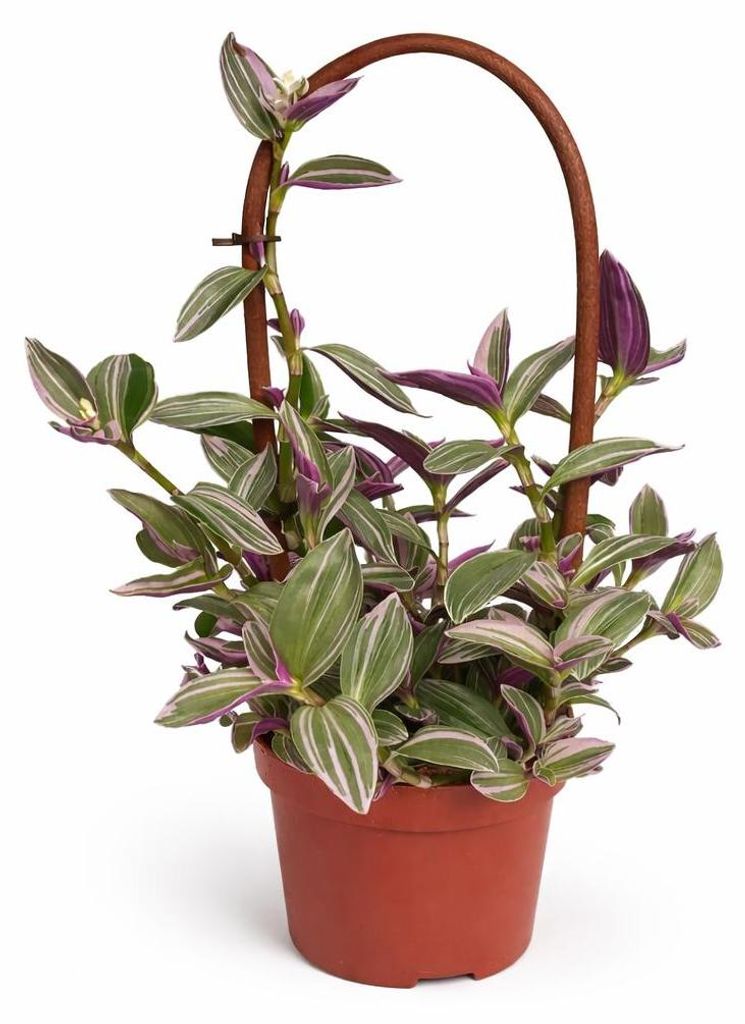 Tradescantia "Nanouk" - Dreimasterblume - pflegeleichte hängende Zimmerpflanze am Bogen - 12cm Topf - 35cm hoch - pink