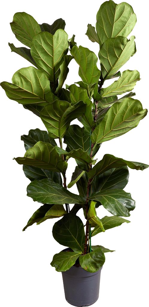 1x Ficus Lyrata P30H155