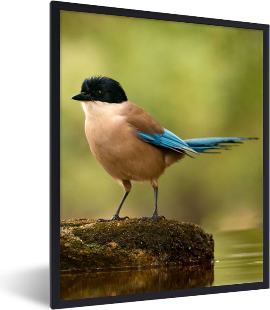 MuchoWow Gerahmtes Poster Elster - Vogel - Moos 30x40 cm - Poster mit Schwarzem Bilderrahmen Wandposter Rahmen Foto Bilder - Wanddeko - Kunstdrucke