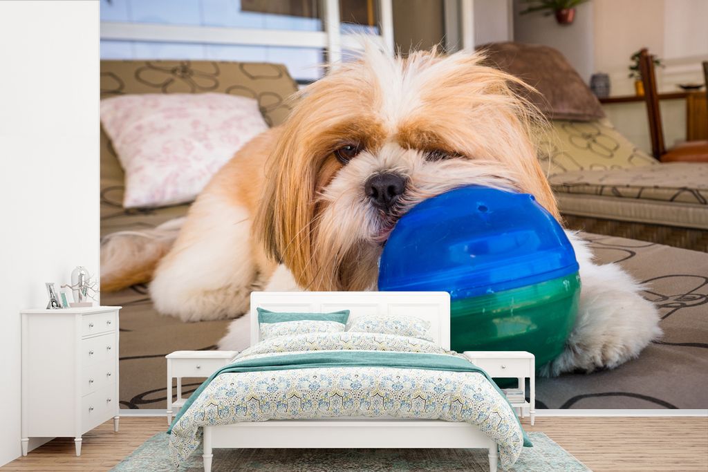 MuchoWow Fototapete für Wohnzimmer oder Schlafzimmer Wandtapete Vinyl Motivtapete Ein Shih Tzu Hund spielt mit einem Ball - 360x240 cm - Vinyl-T...