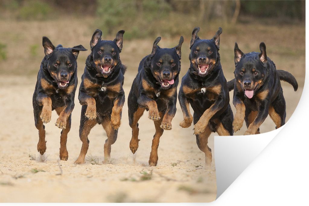 MuchoWow - Selbstklebend - Fototapeten