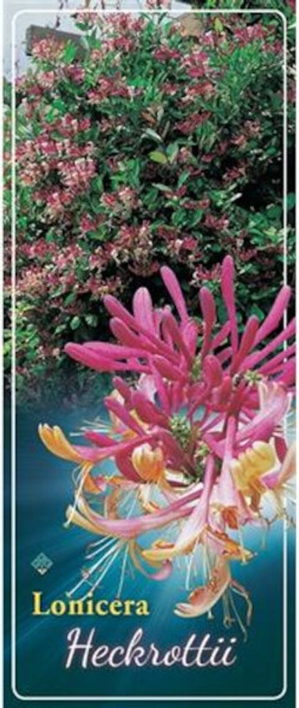 Echtes Geißblatt 60-80 cm Lonicera heckrottii American Produktbild 