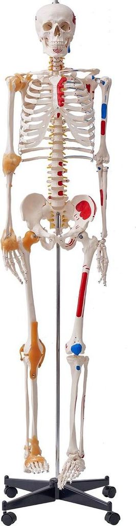 Menschliches Skelettmodell für die Anatomie, 71,65" lebensgroß, präzises PVC-Anatomieskelettmodell mit Bändern, beweglichen Armen, Beinen und K...