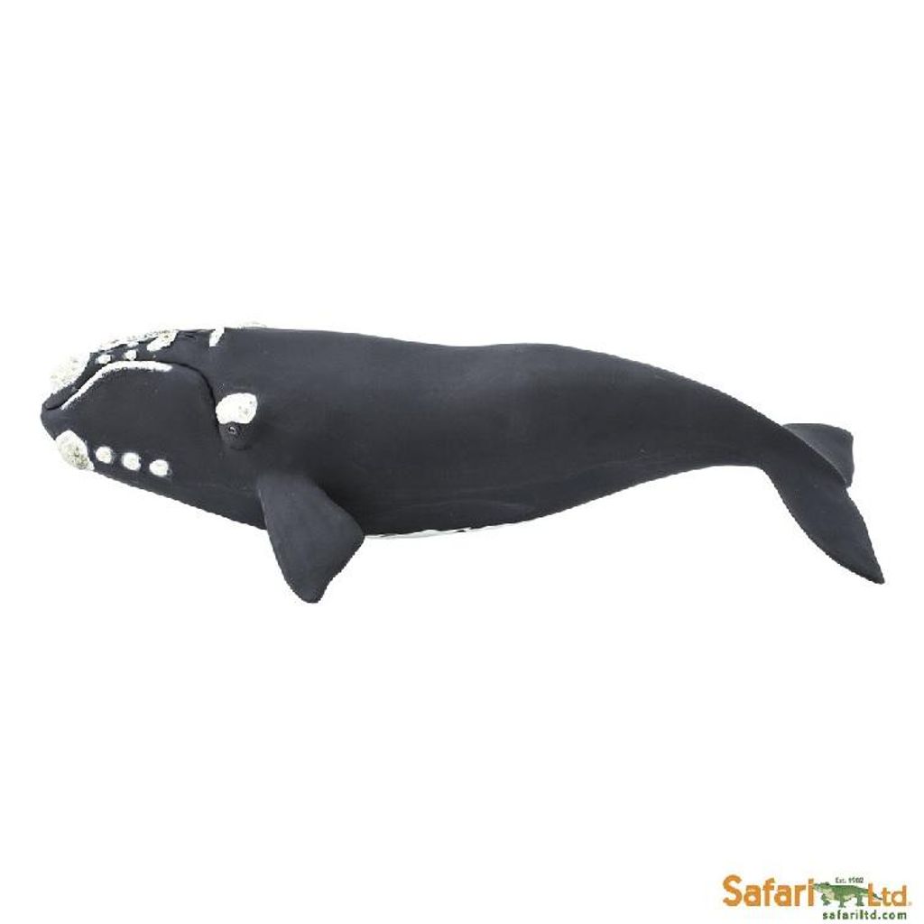 Safari Ltd 204229 Glattwal 23 cm Serie Wassertiere