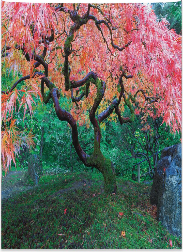 Abakuhaus Baum Wandteppich, Roter Blattahorn im Garten aus Weiches Mikrofaser Stoff Kein Verblassen Klare Farben Waschbar, 110 x 150 cm, Grün