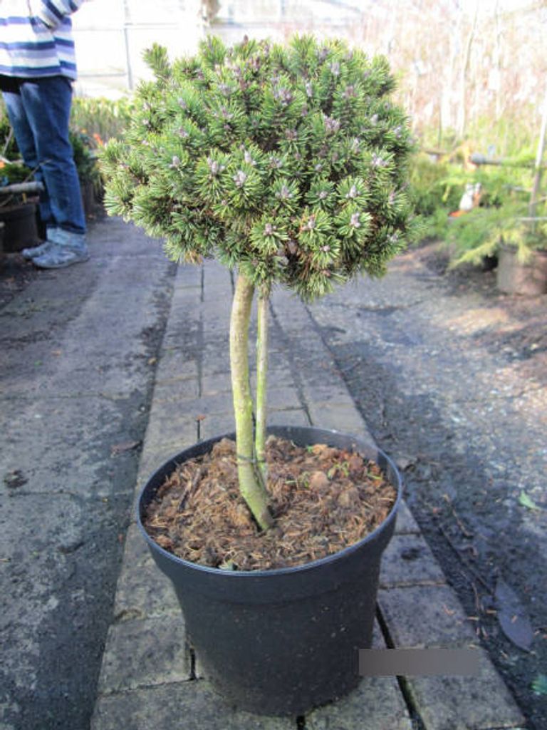 Zwergkiefer Alpenhexe - Pinus mugo Alpenhexe