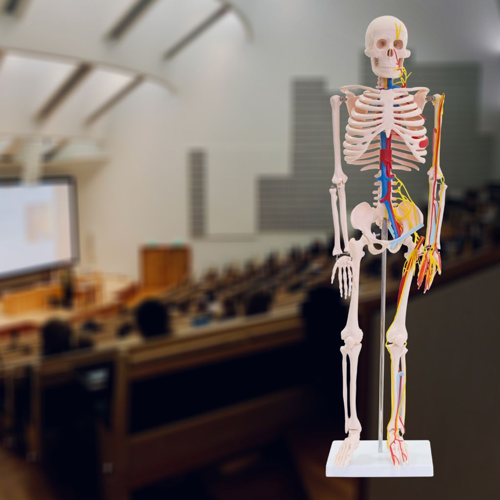Anatomie Modell Skelett Auswahl Lebensgroß 180 cm oder Produktbild 6