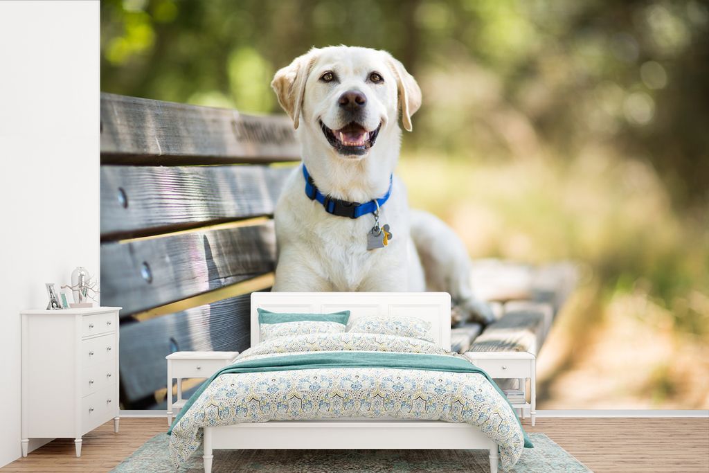 MuchoWow Fototapete für Wohnzimmer oder Schlafzimmer Wandtapete Vinyl Motivtapete Labrador Retriever liegend auf einer Bank - 330x220 cm - Fotot...