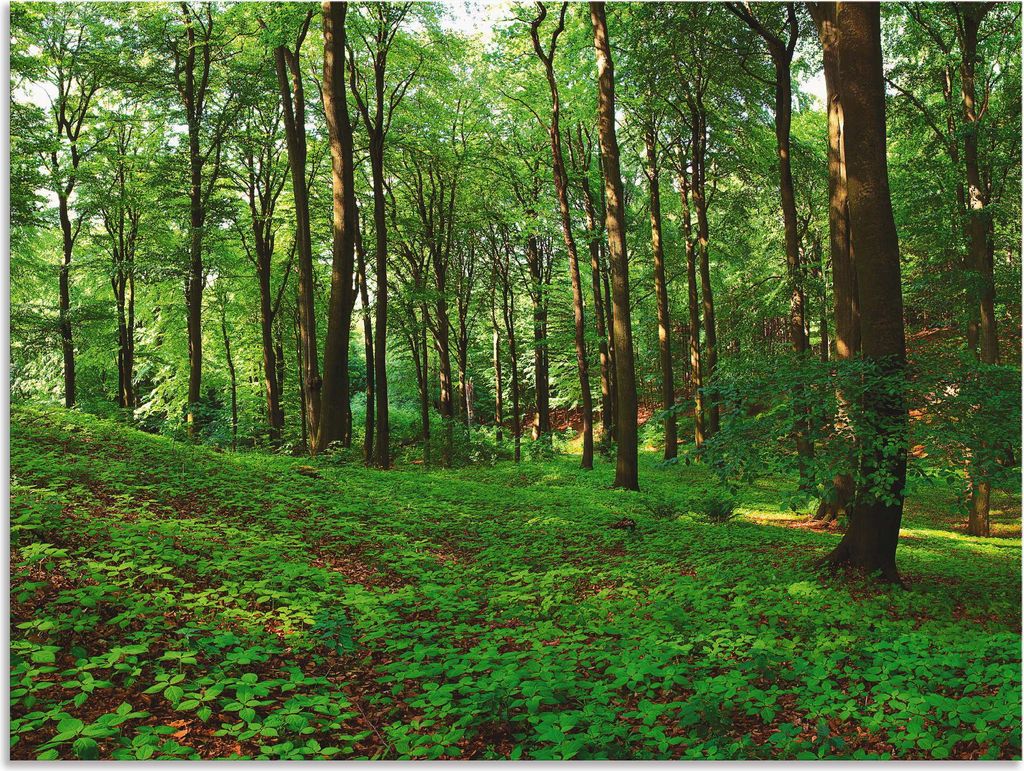 ARTland Wandbild Alu für Innen & Outdoor Panorama von einem grünen Sommerwald Größe: 80x60 cm