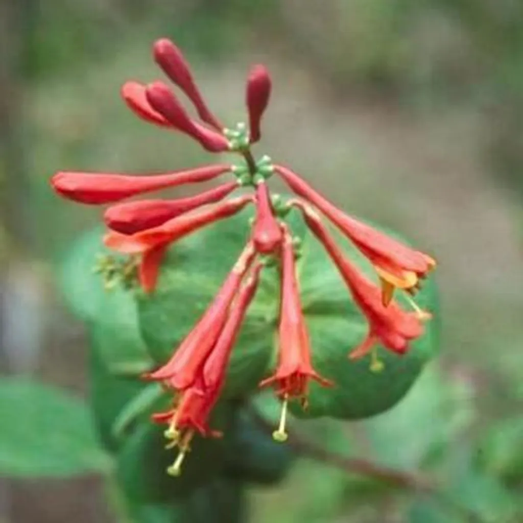 Chèvrefeuille Lonicera brownii Dropmore Scarlet 50-60 cm en pot